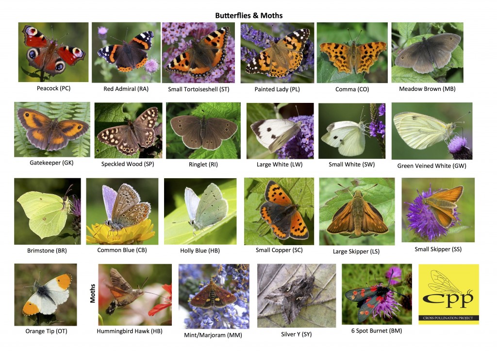 CPP Butterfly and Moth ID Guide