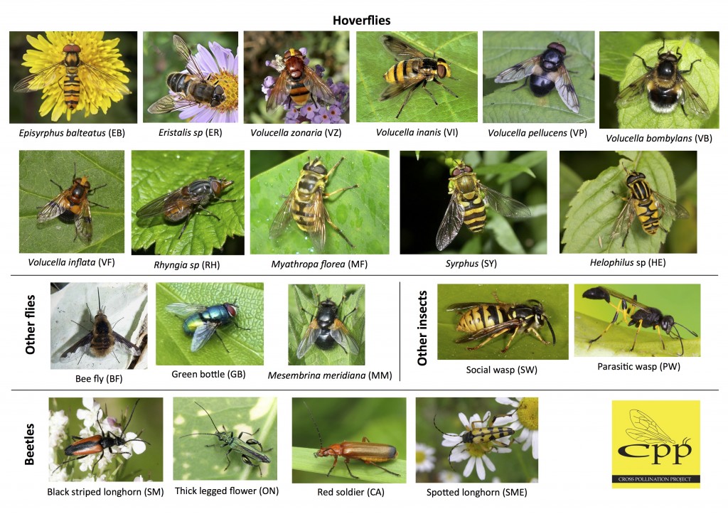 CPP Flies and Other Insect ID Guide